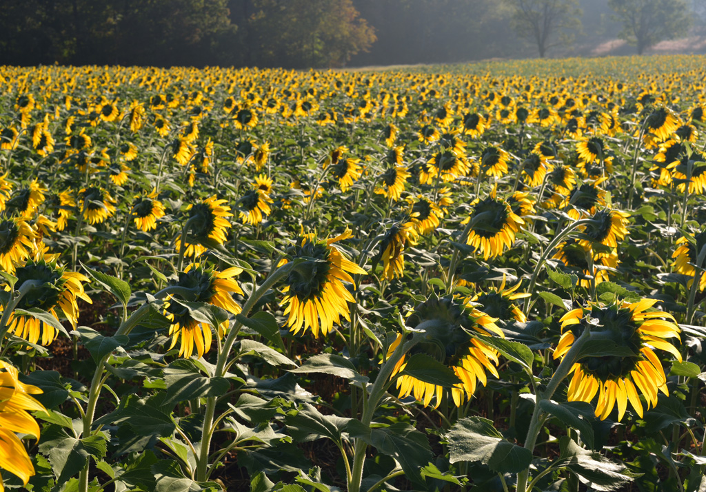  Sunflower Farm in Kennett Square, PA